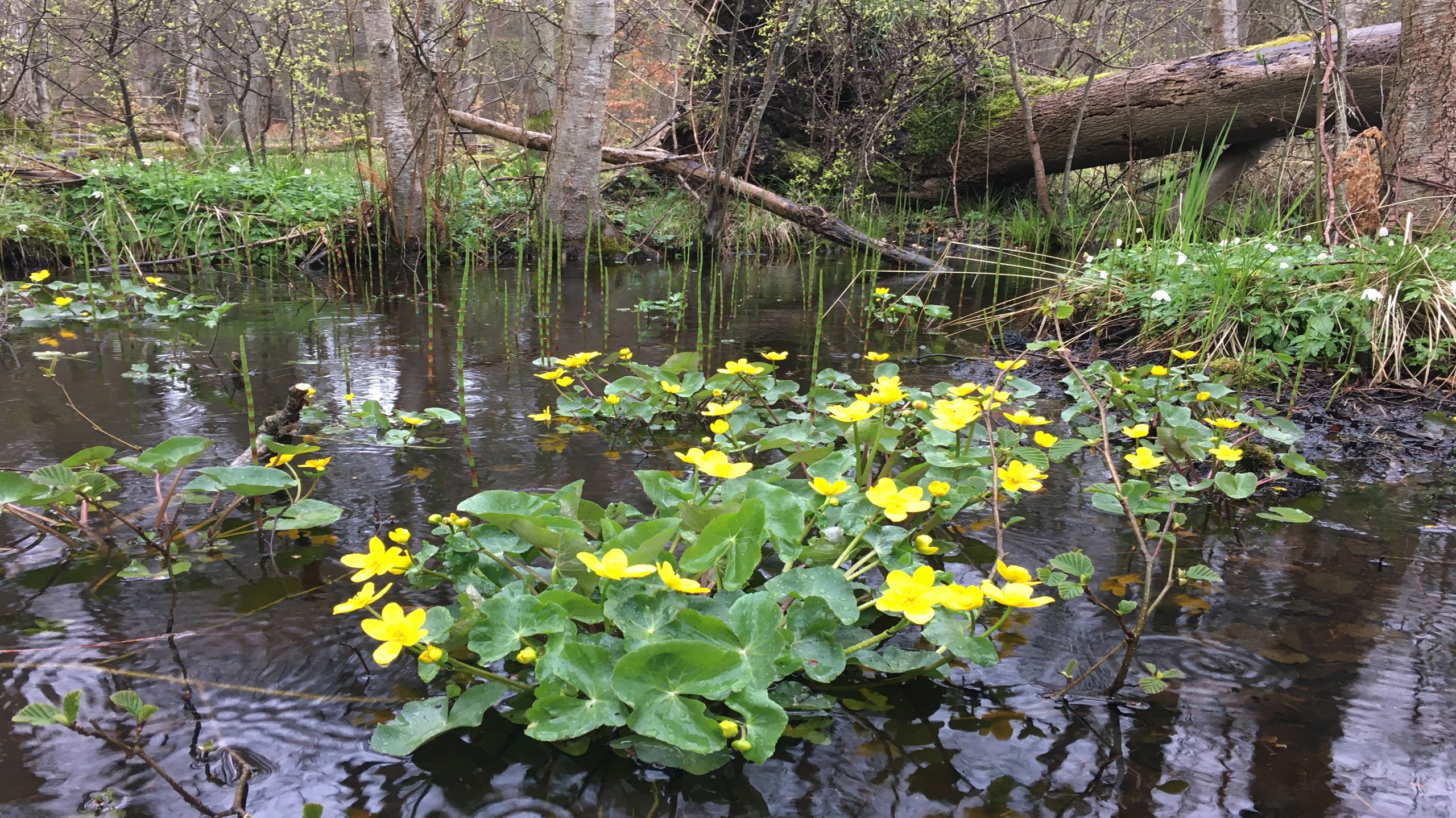 Natur im